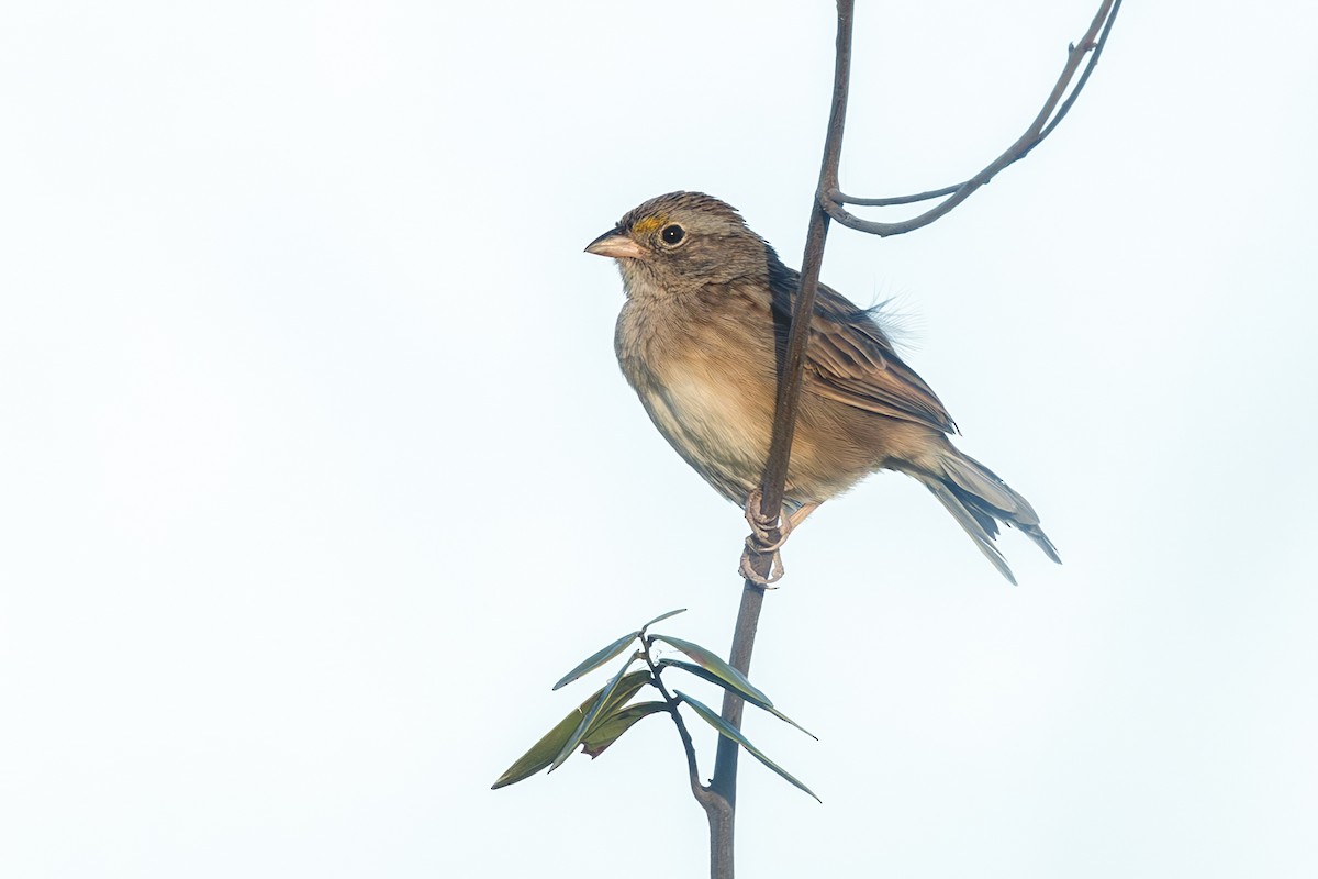 Grassland Sparrow - ML637141108