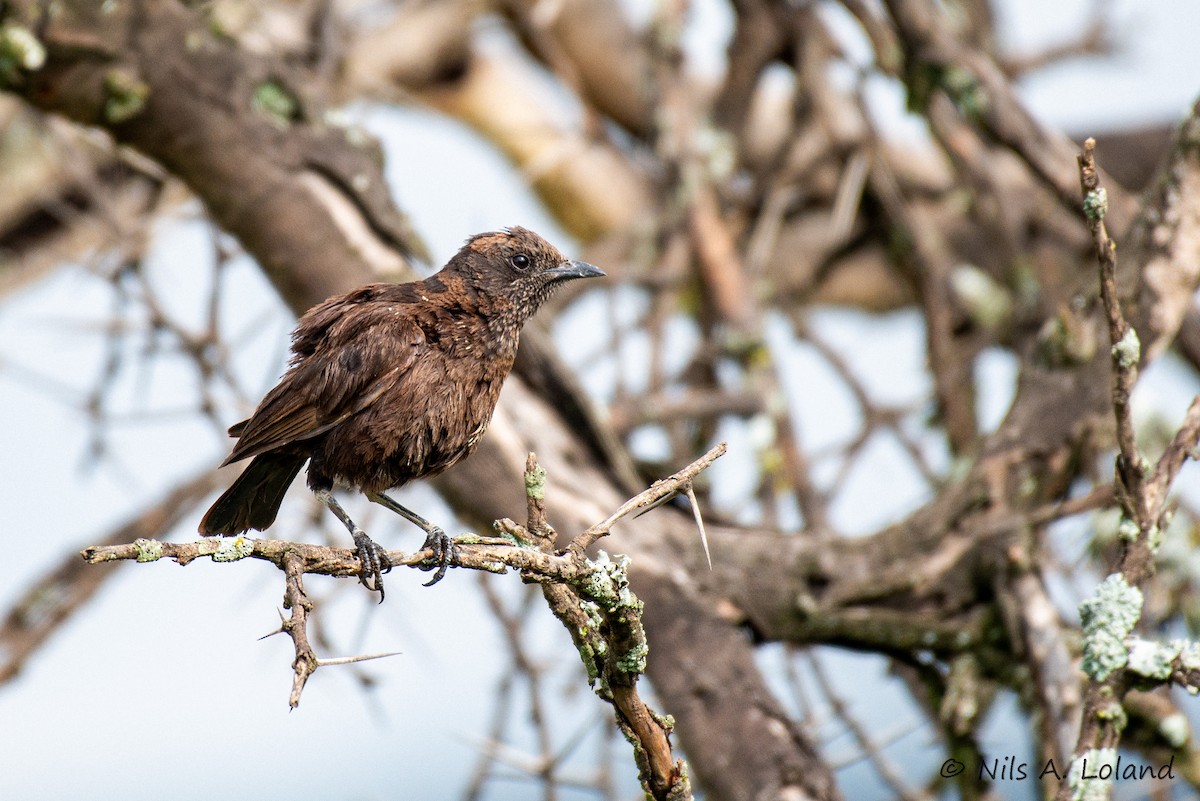 Northern Anteater-Chat - ML637141211
