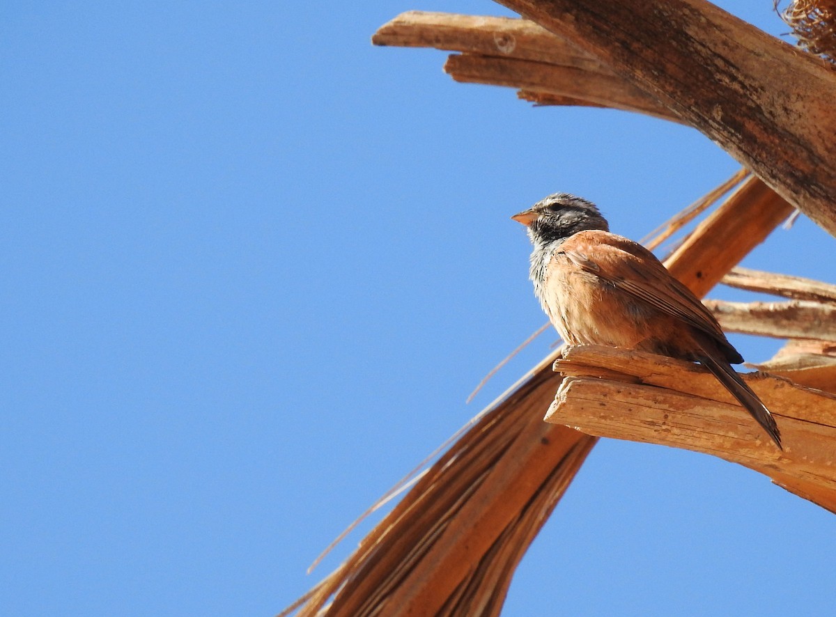 House Bunting - ML637141221