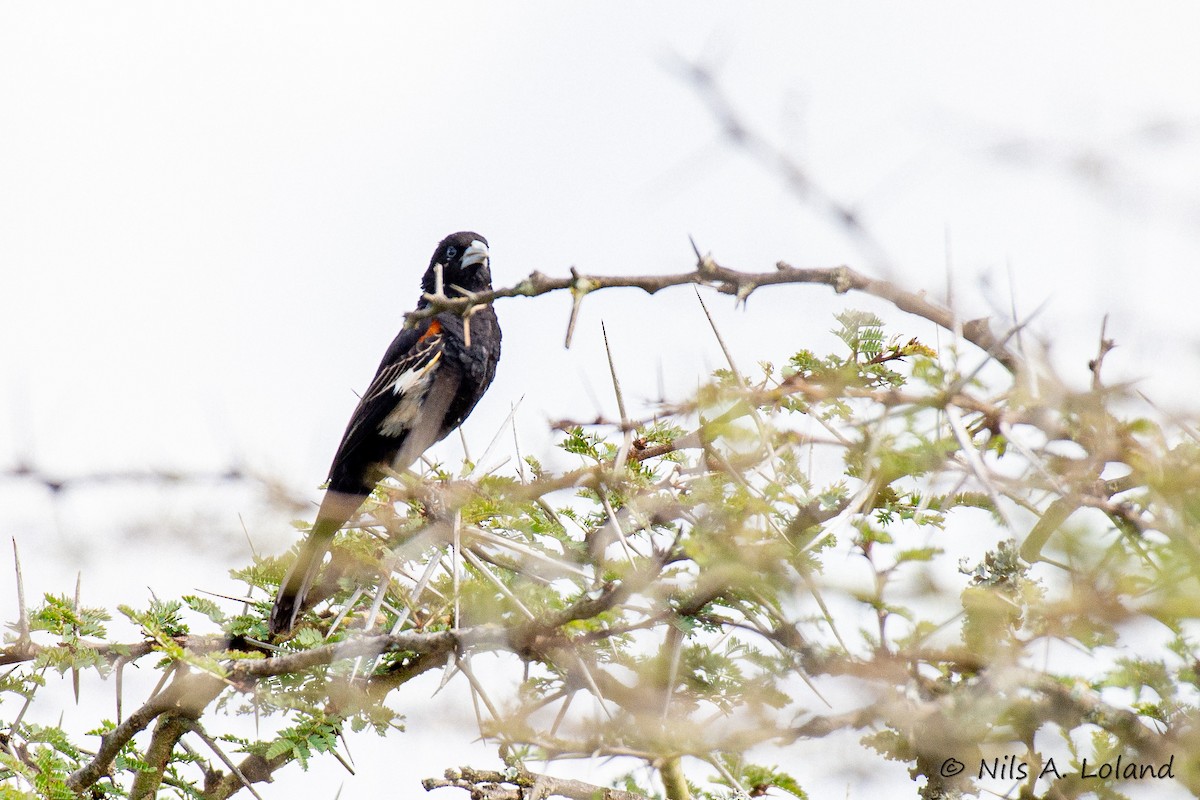 White-winged Widowbird - ML637141222