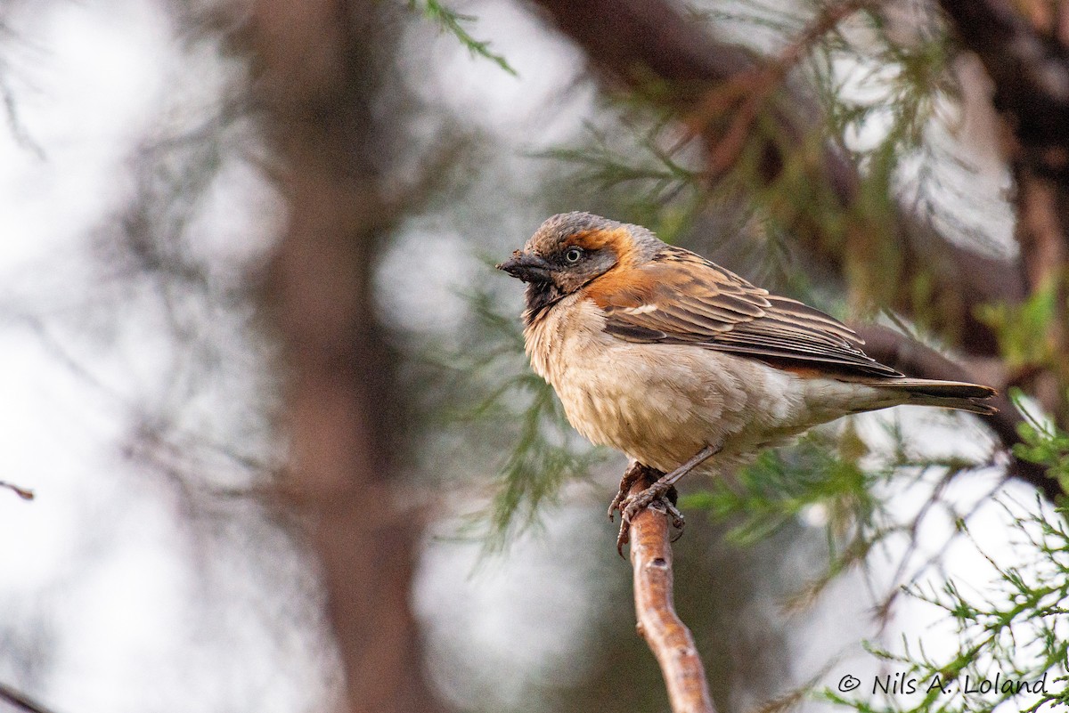 Kenya Rufous Sparrow - ML637141225