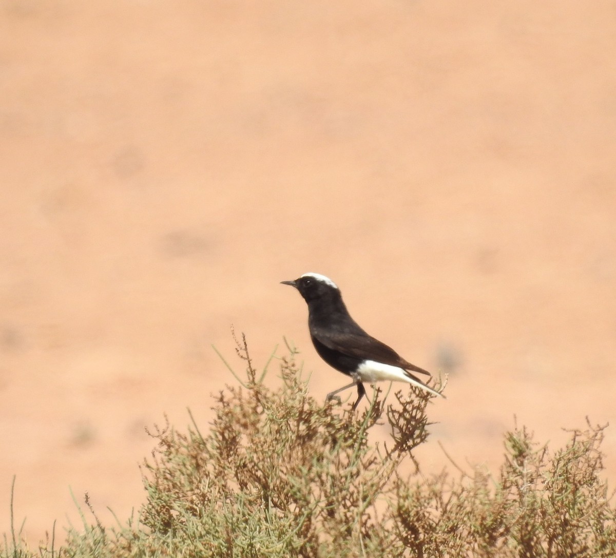 White-crowned Wheatear - ML637141234