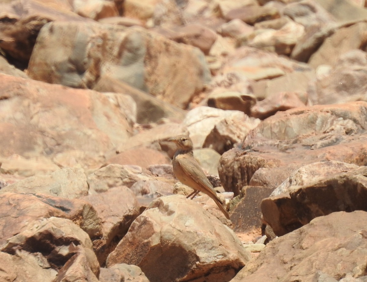 Desert Lark - ML637141281