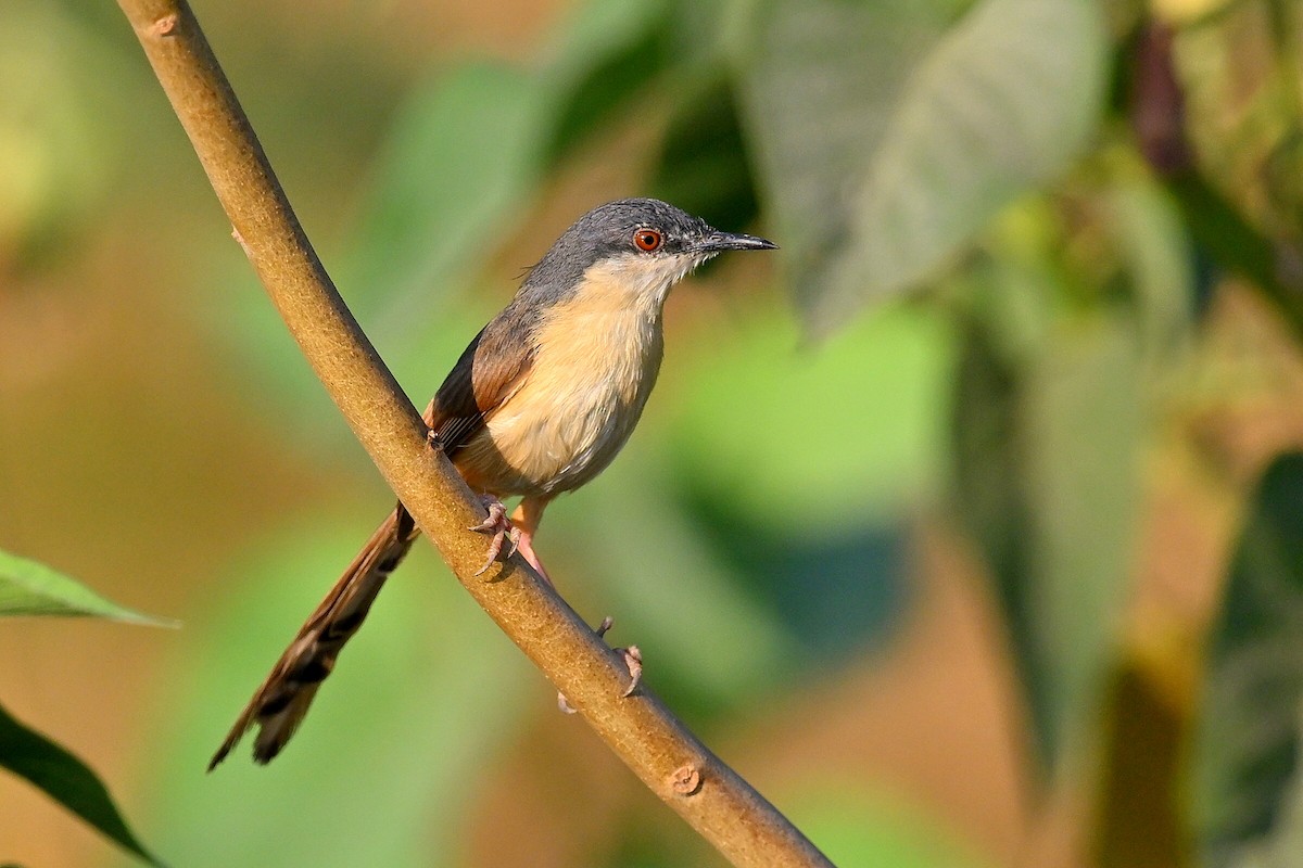 Ashy Prinia - ML637141285