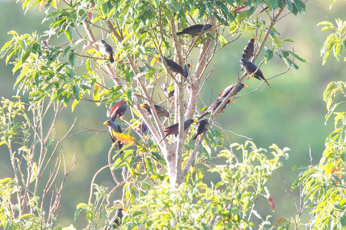 Finch-billed Myna - ML637141364