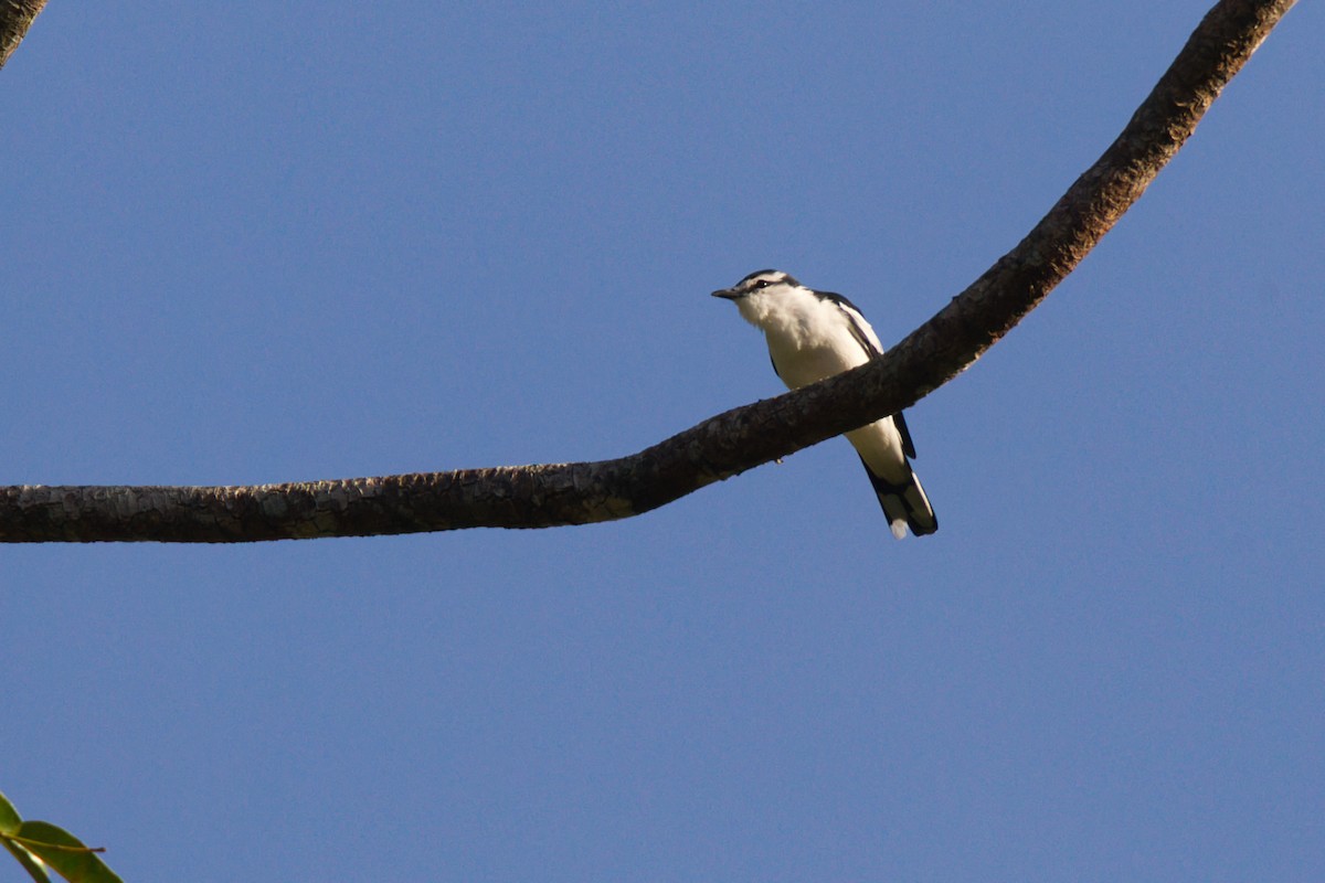 White-shouldered Triller - ML637141374