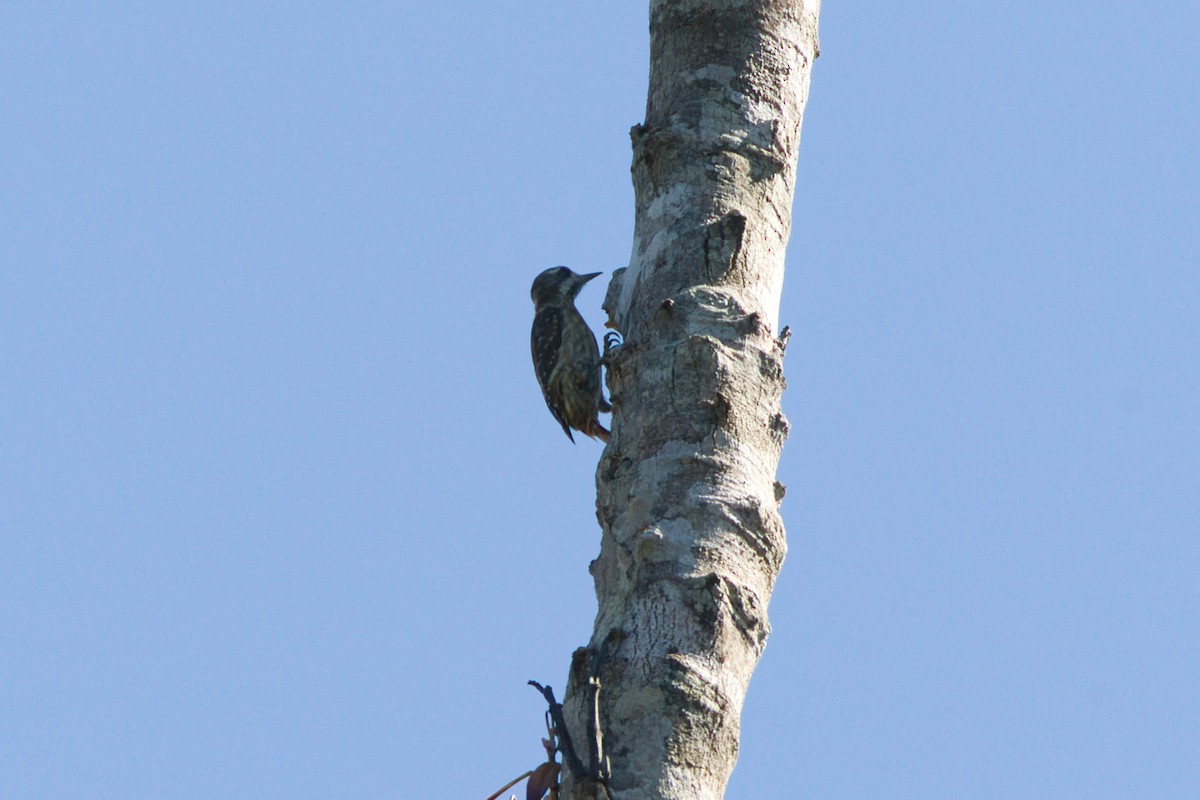 Sulawesi Pygmy Woodpecker - ML637141380