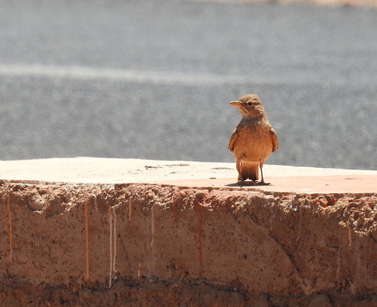 Desert Lark - ML637141386