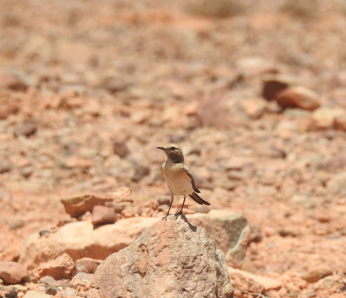 Desert Wheatear - ML637141402