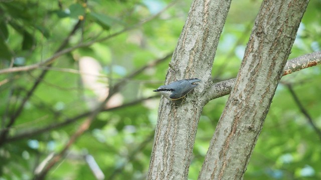 Eurasian Nuthatch - ML637141432