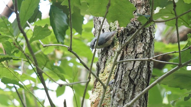 Eurasian Nuthatch - ML637141434
