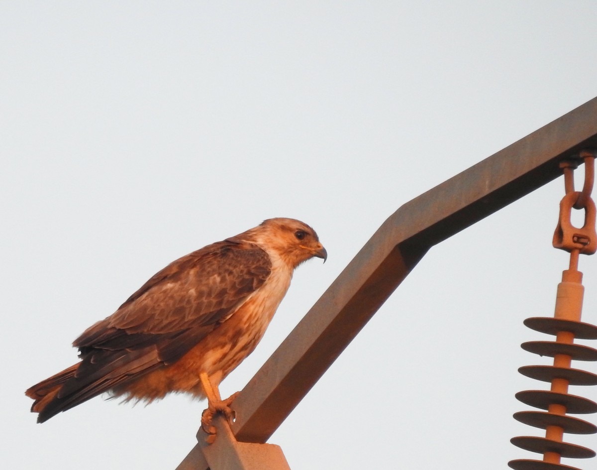 Long-legged Buzzard - ML637141548