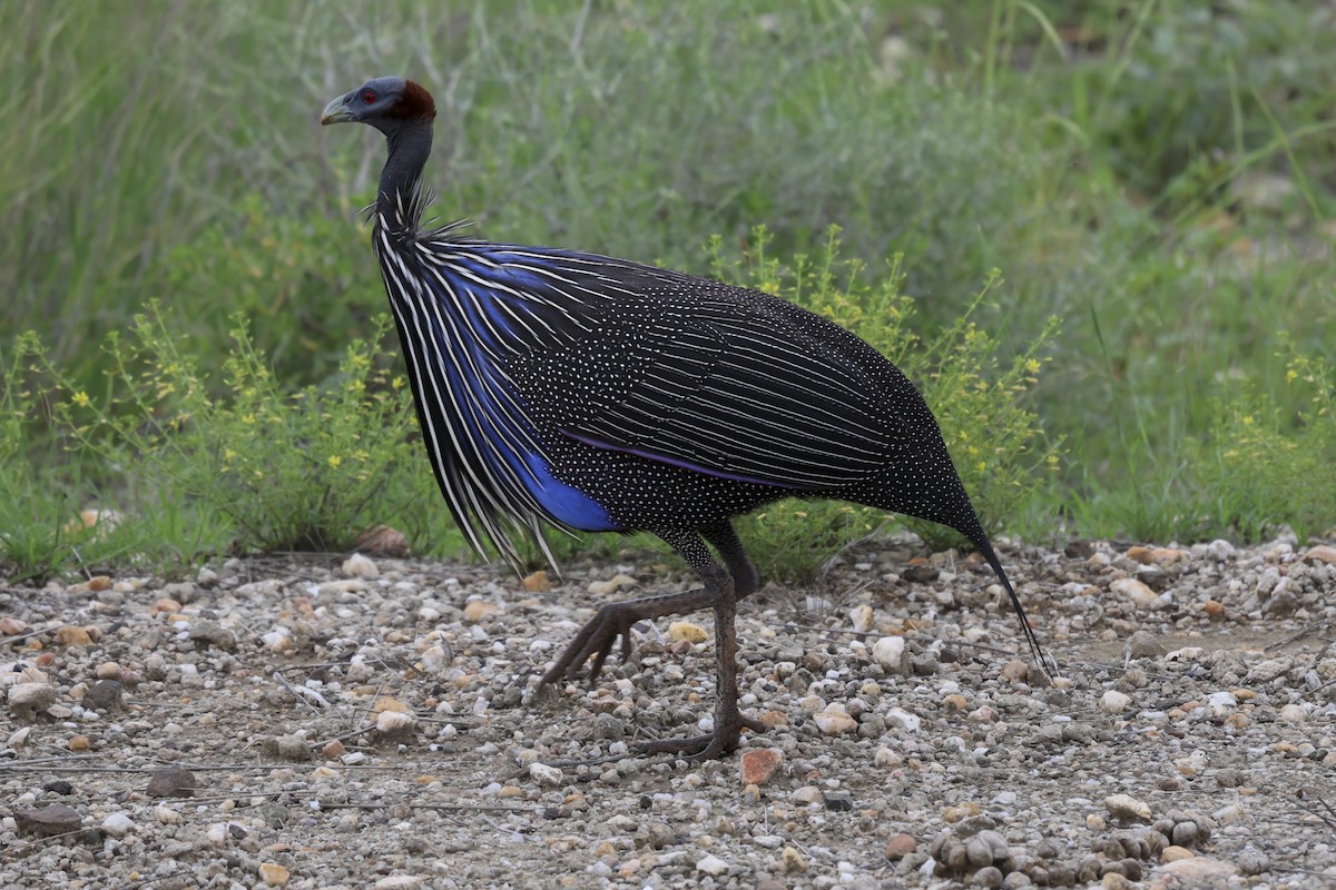 Vulturine Guineafowl - ML637141681