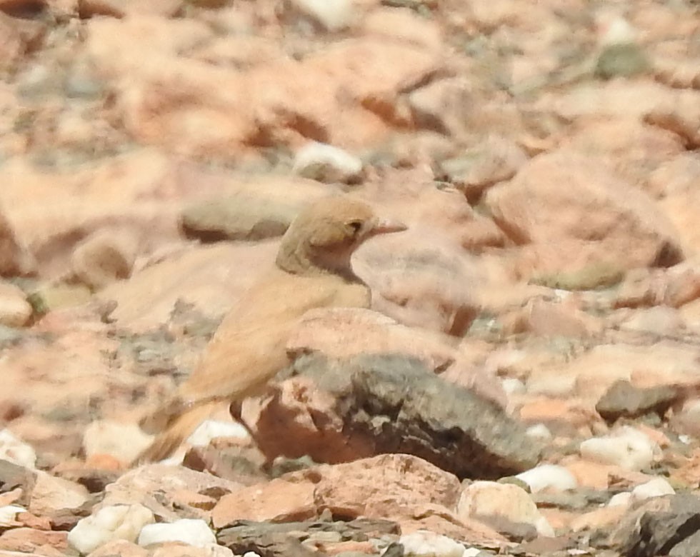 Bar-tailed Lark - ML637141780