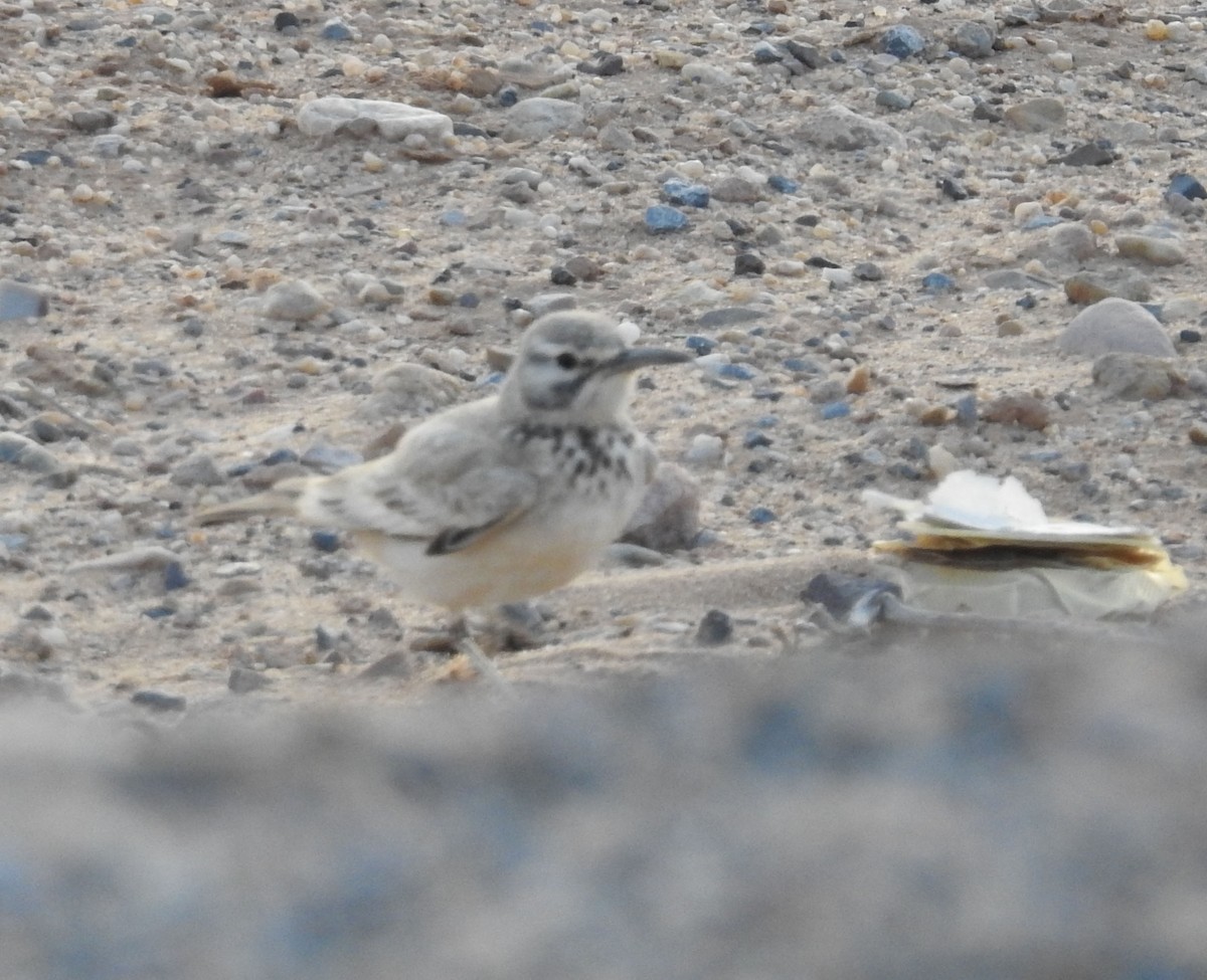 Greater Hoopoe-Lark - ML637141846