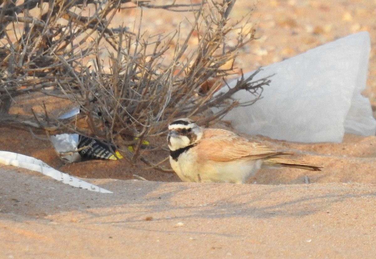 Temminck's Lark - ML637141853