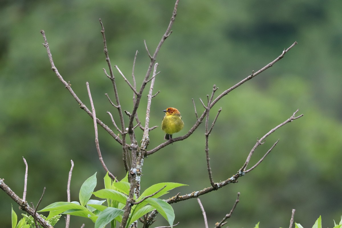 Fulvous-headed Brushfinch - ML637141976