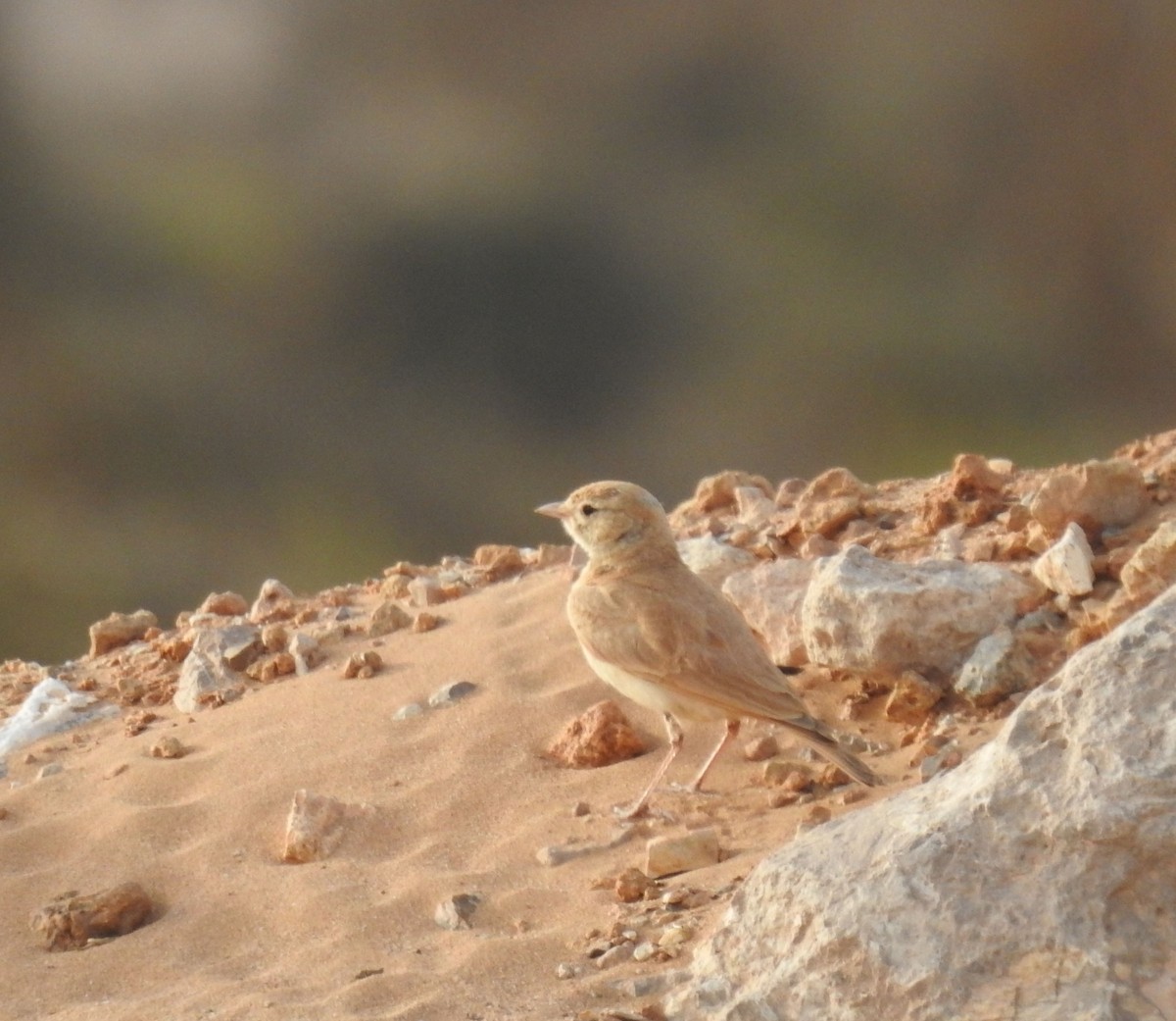 Bar-tailed Lark - ML637141984