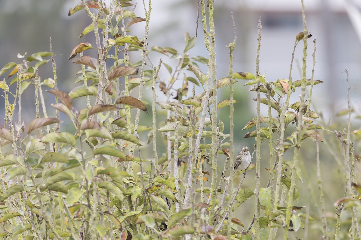 White-crested Elaenia - ML637142058