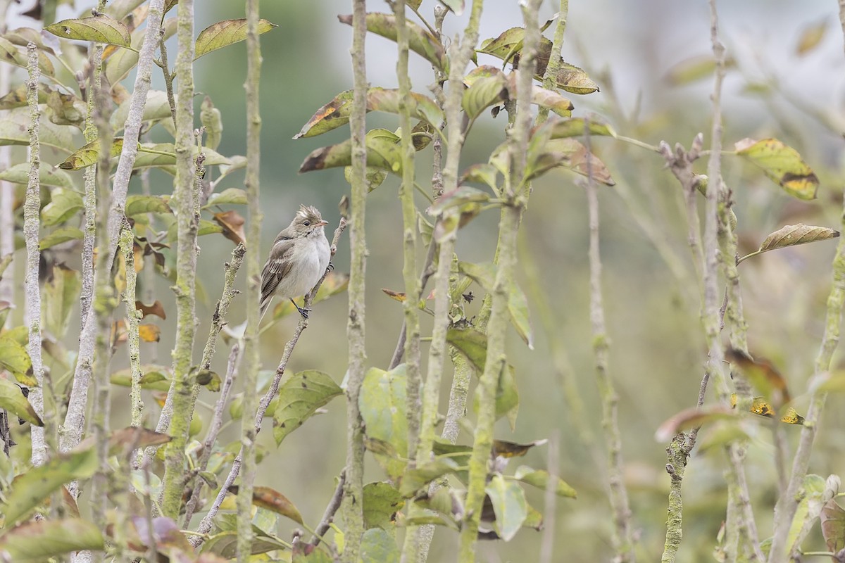 White-crested Elaenia - ML637142063