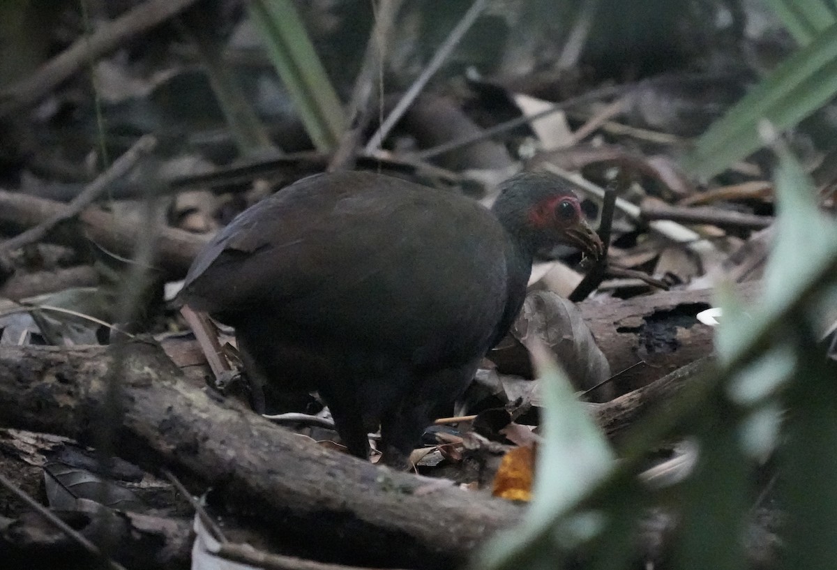 Philippine Megapode - ML637142086