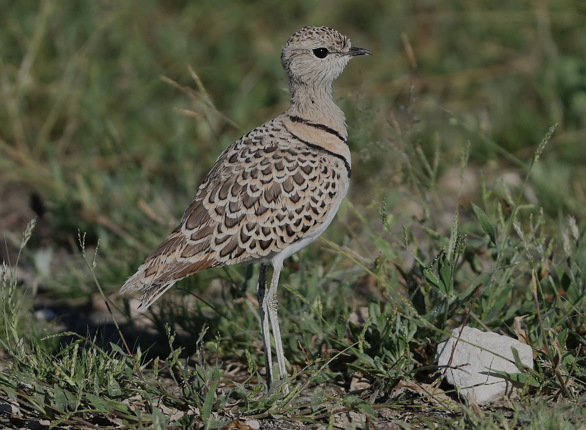 Double-banded Courser - ML637142259