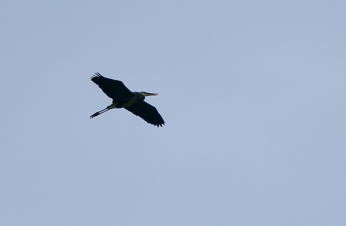 Great Blue Heron - ML637142296