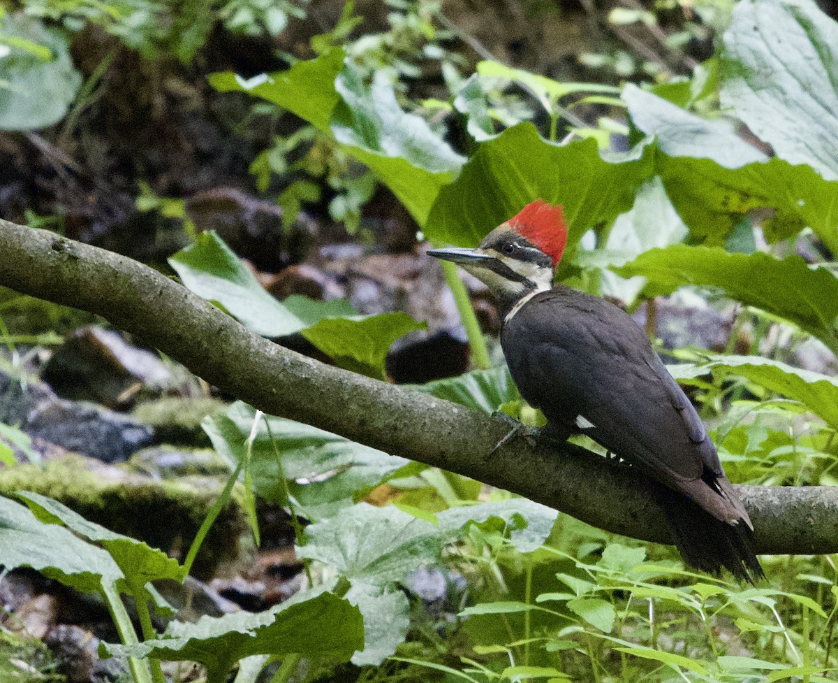 Pileated Woodpecker - ML637142304