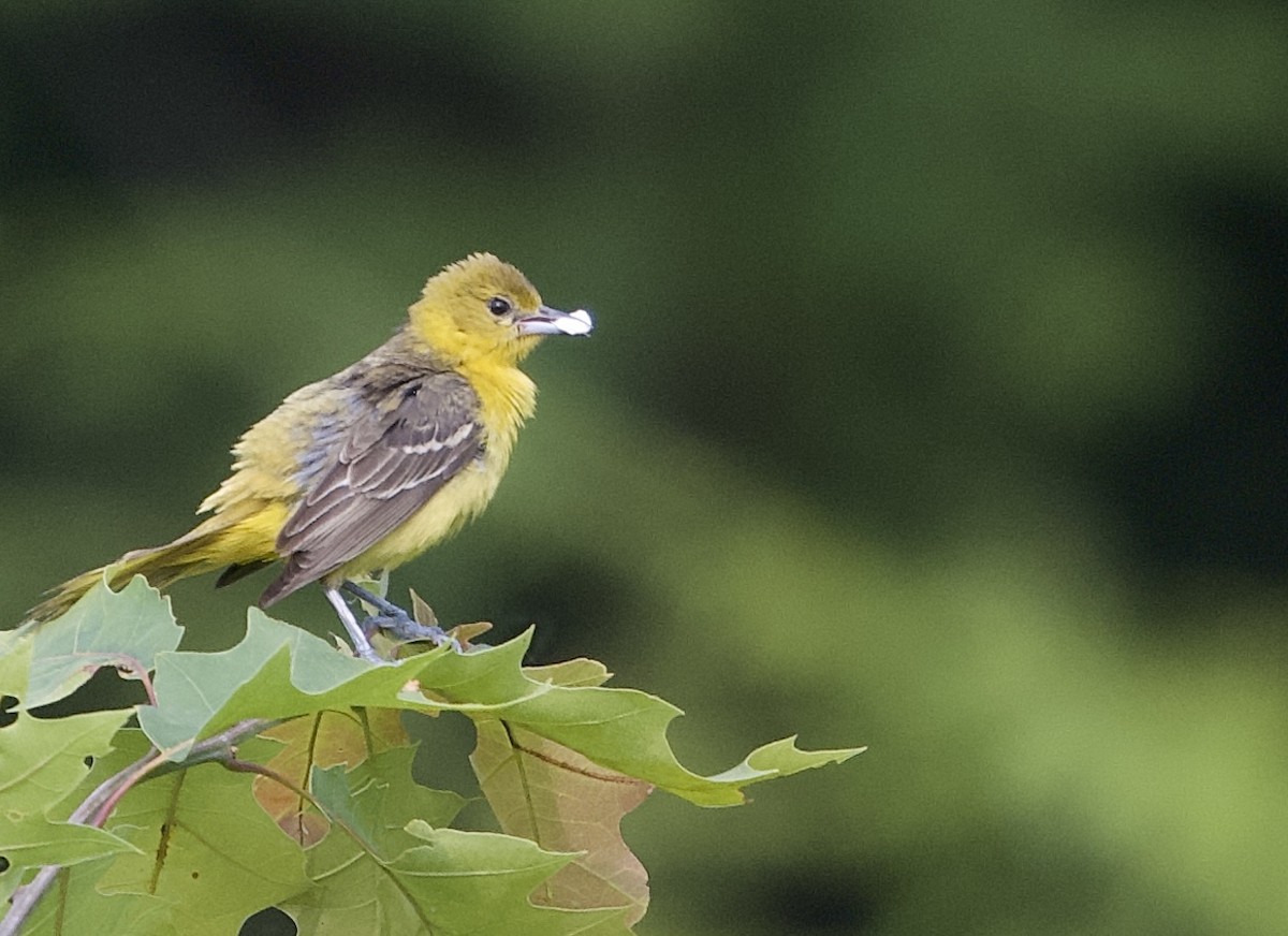 Orchard Oriole - ML637142334