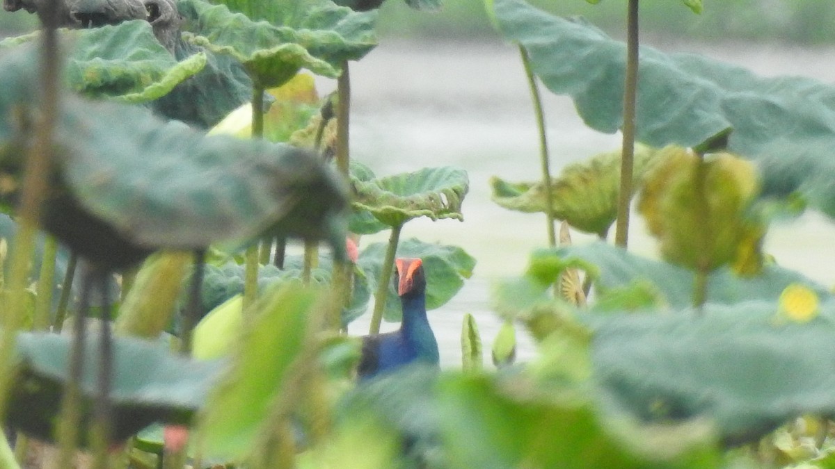 Black-backed Swamphen - ML637142530