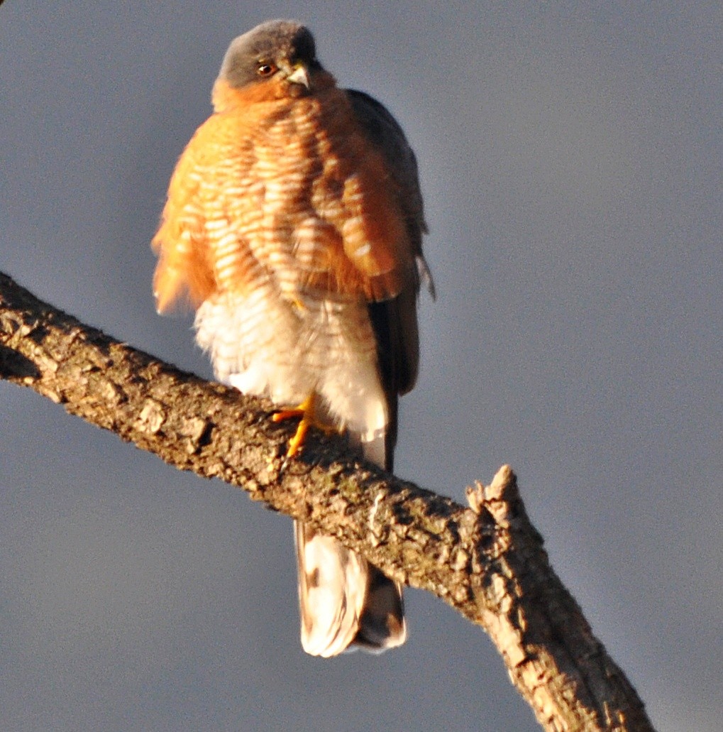 Морин харцага - ML637142544