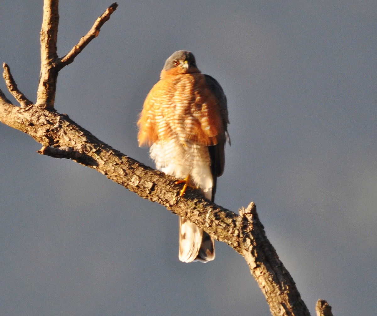 Морин харцага - ML637142545