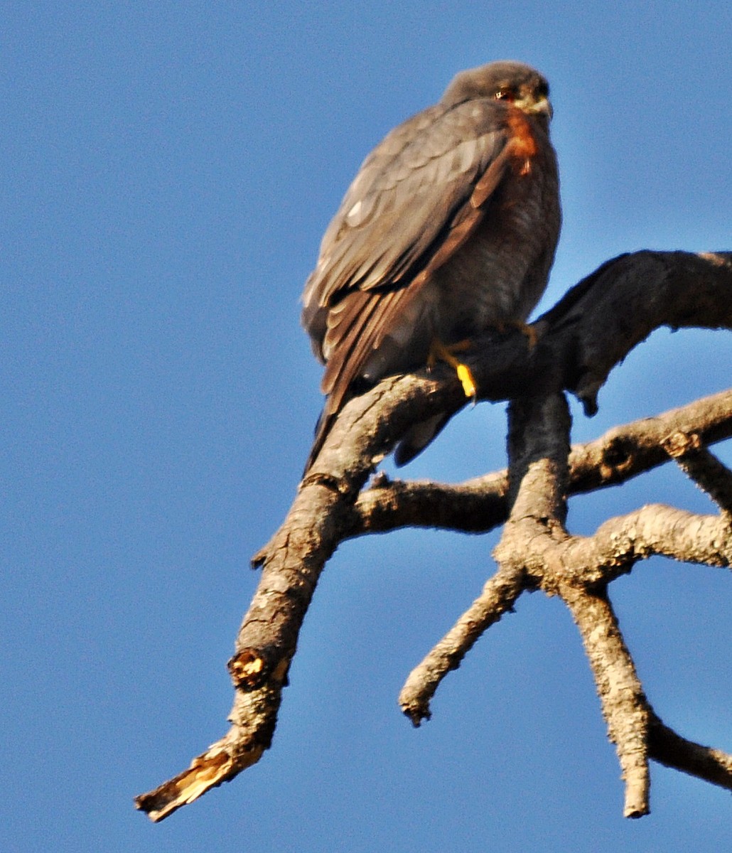 Морин харцага - ML637142546