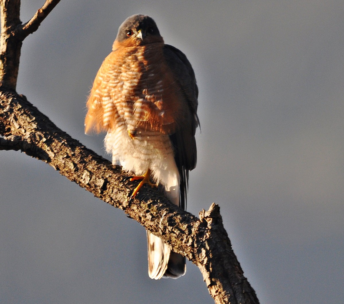 Морин харцага - ML637142547