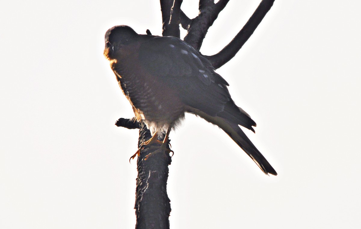 Морин харцага - ML637142548