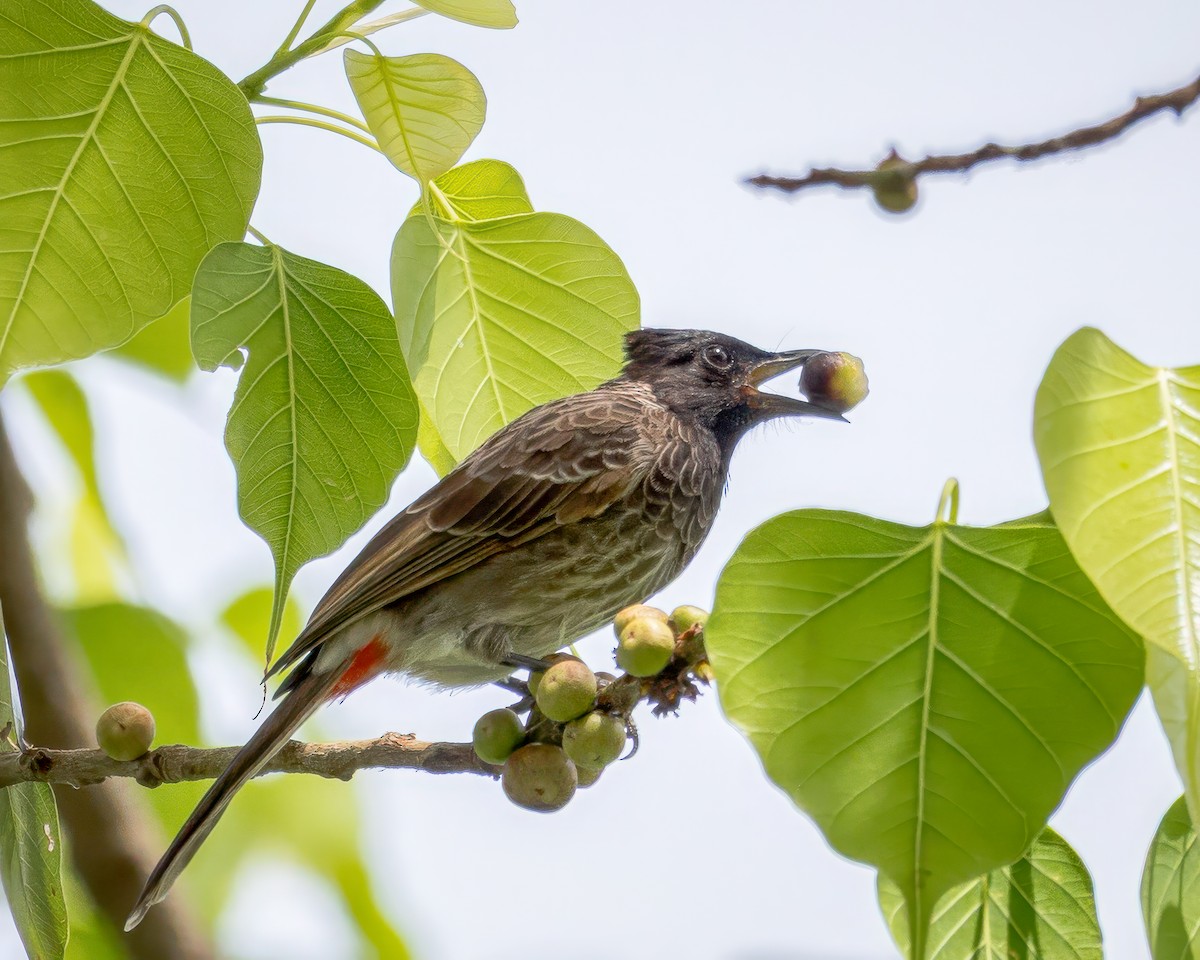 Red-vented Bulbul - ML637142576