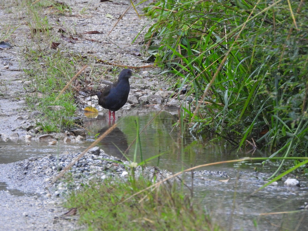 Blackish Rail - ML637142651