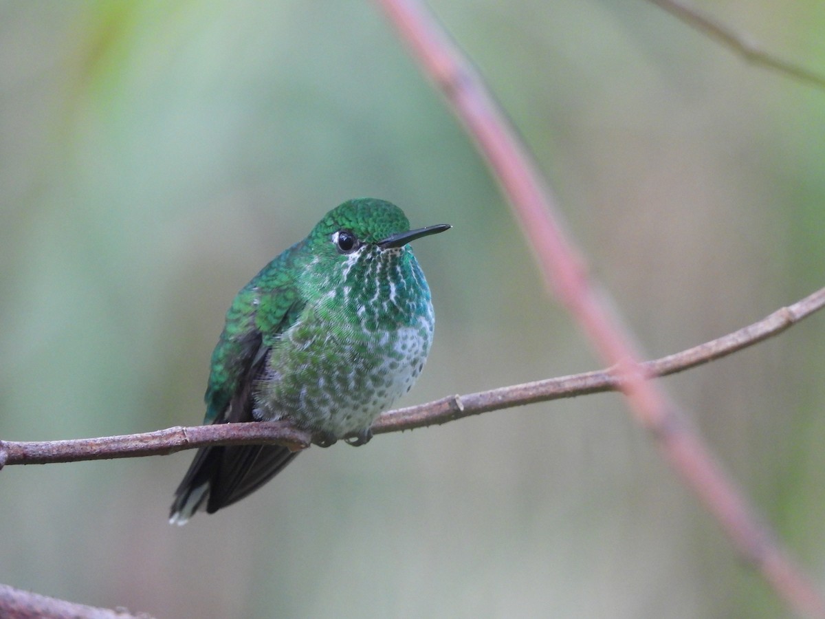 Rufous-vented Whitetip - ML637142661