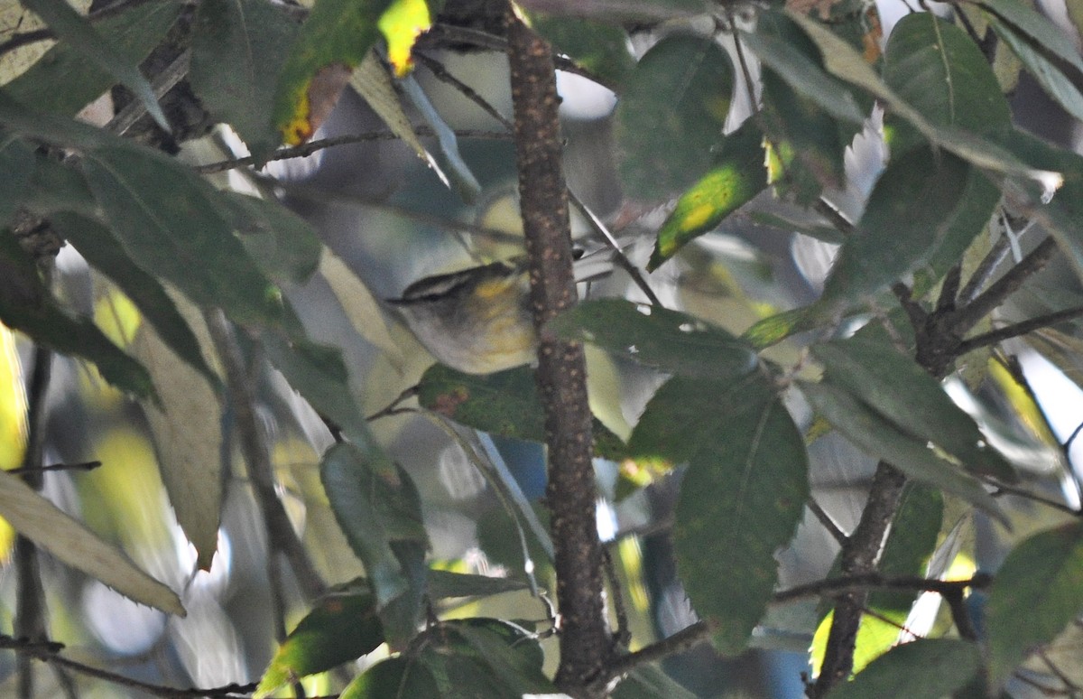 Ashy-throated Warbler - ML637142676
