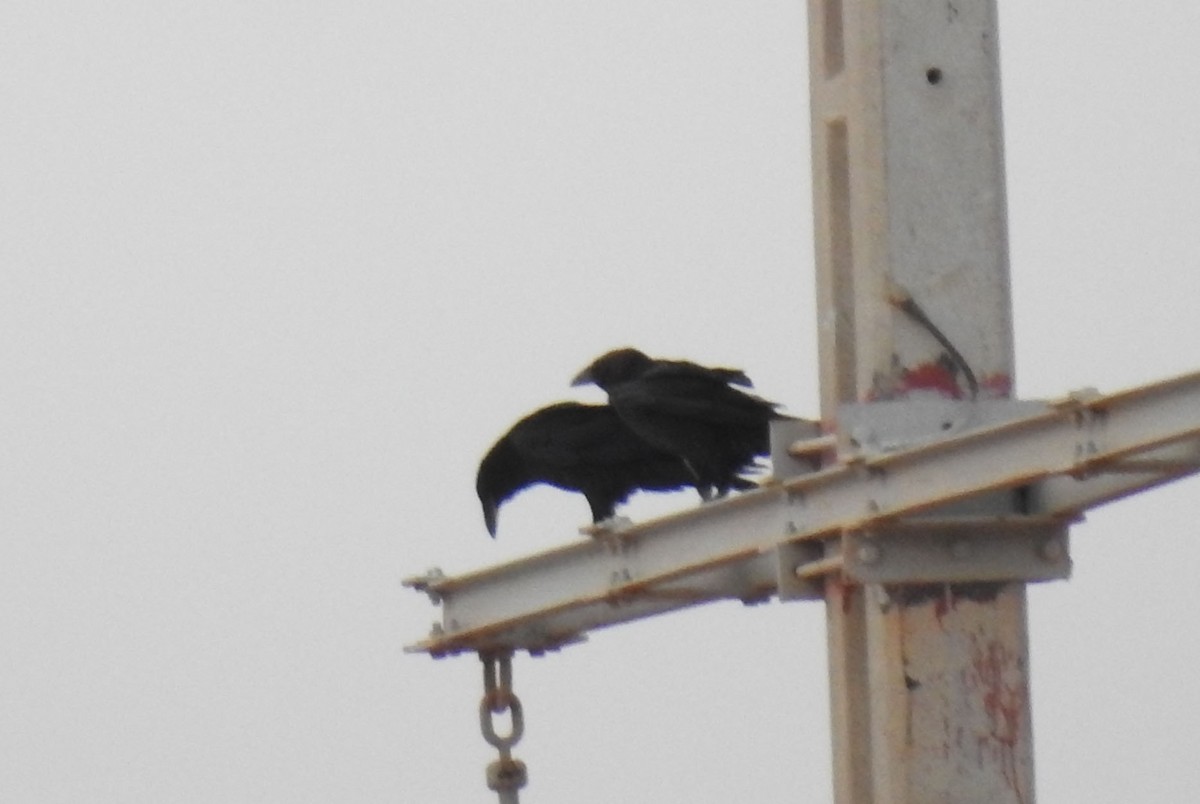 Brown-necked Raven - ML637142758