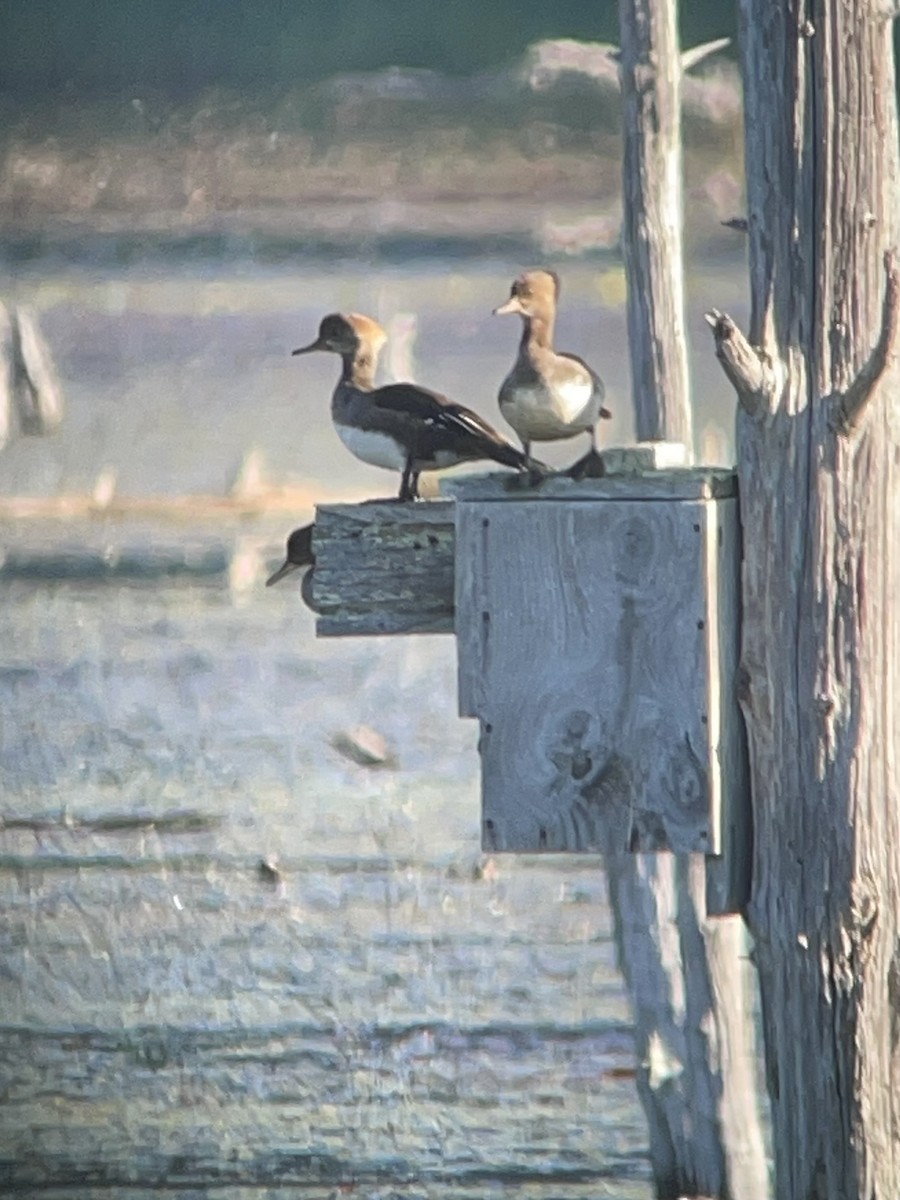 Hooded Merganser - ML637142772