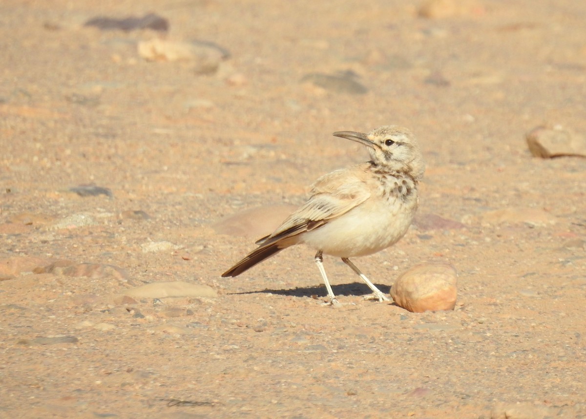 Greater Hoopoe-Lark - ML637142776