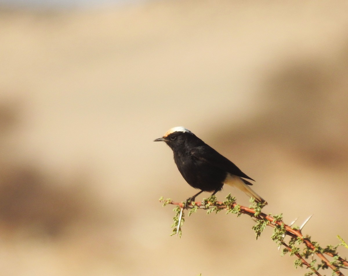 White-crowned Wheatear - ML637142781