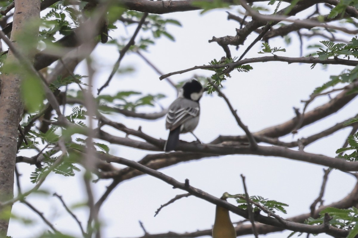 Somali Tit - ML637142837