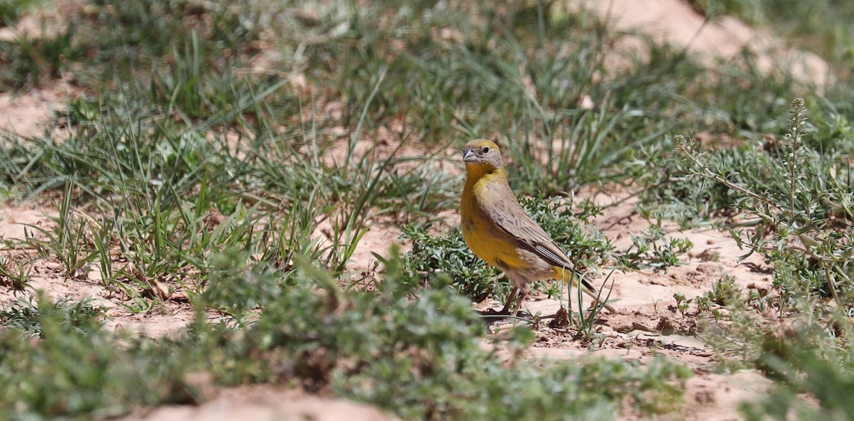 Bright-rumped Yellow-Finch - ML637142884