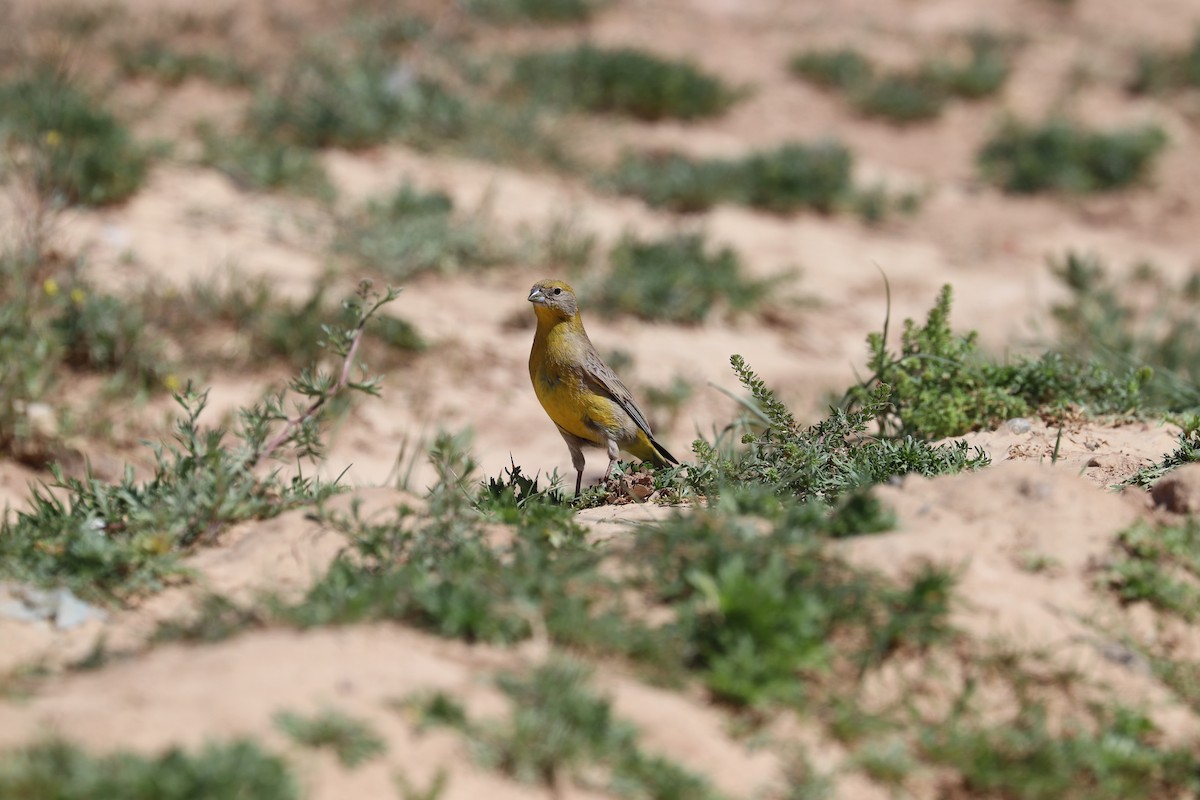 Bright-rumped Yellow-Finch - ML637142892