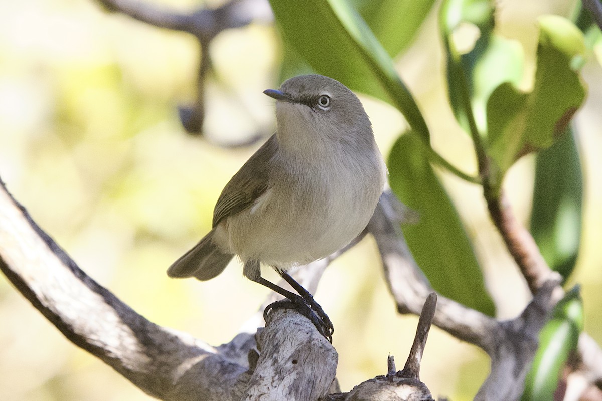 Dusky Gerygone - ML637142904