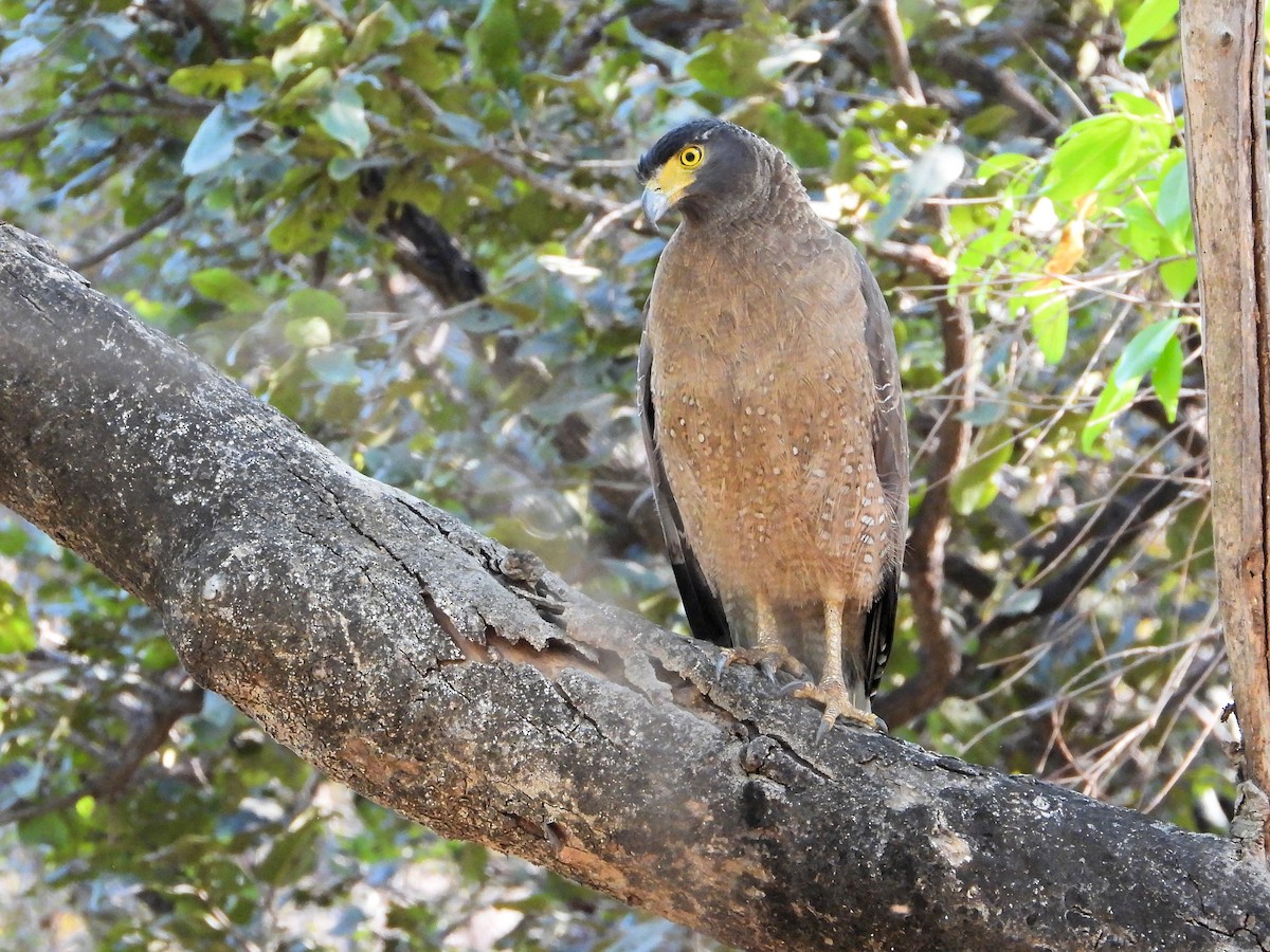Crested Serpent-Eagle - ML637142933
