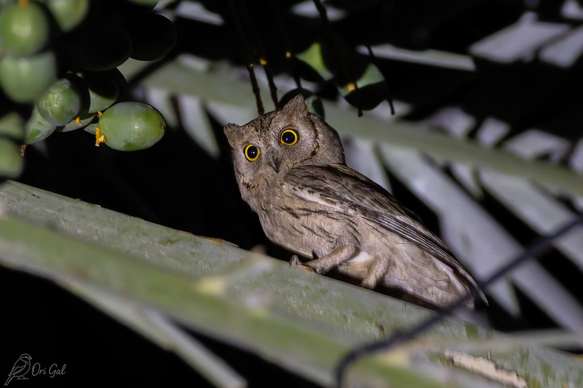 Pallid Scops-Owl - ML637142973