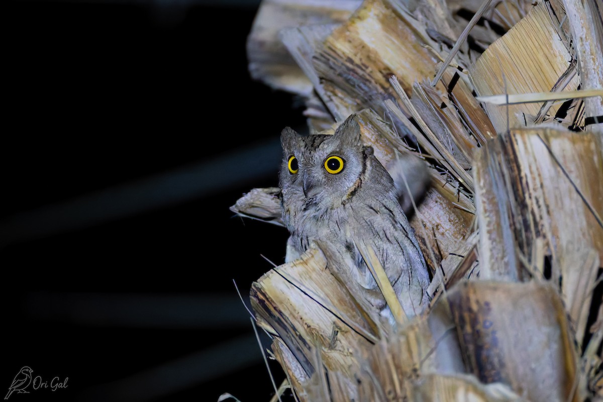Pallid Scops-Owl - ML637142974